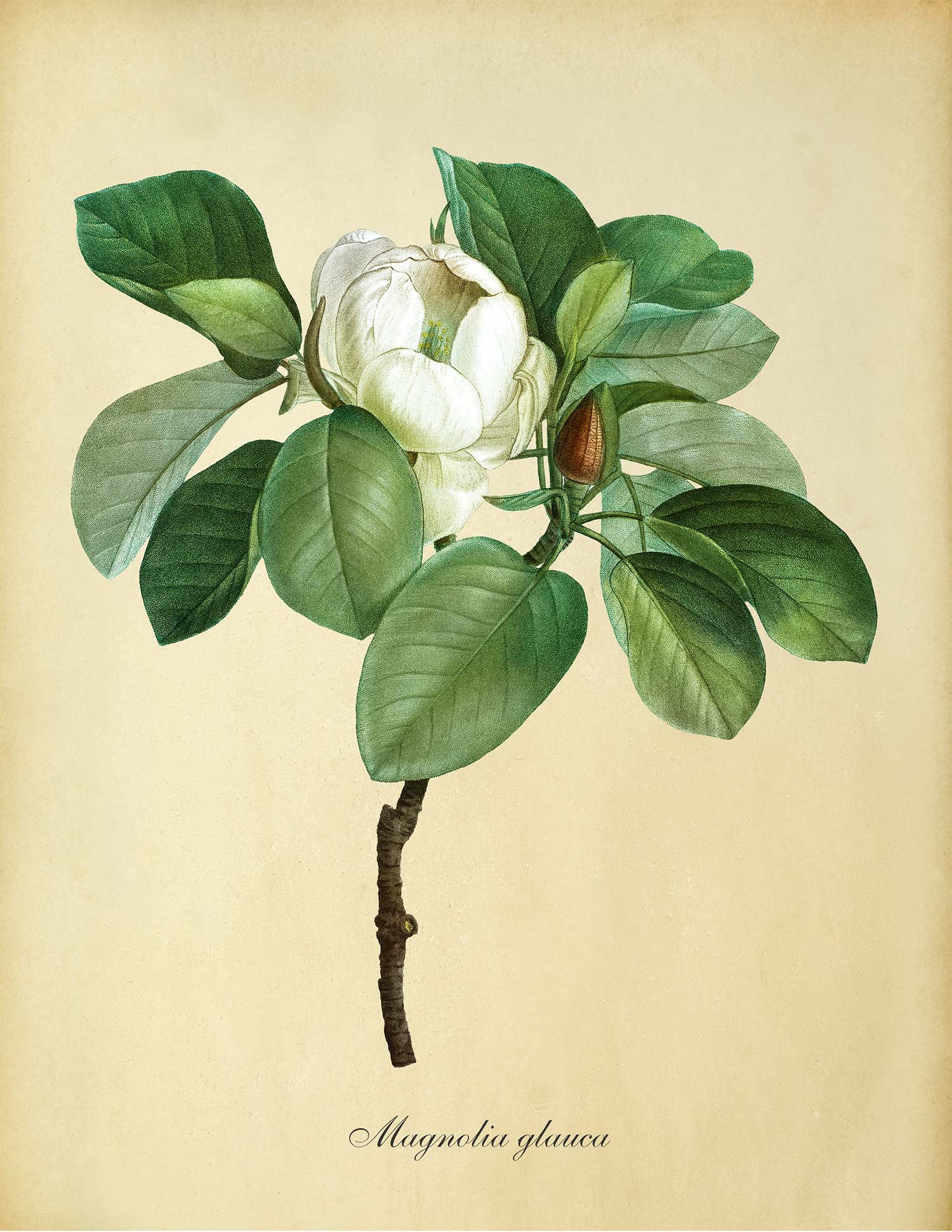 White magnolia print Magnolia printable Magnolia png | Etsy