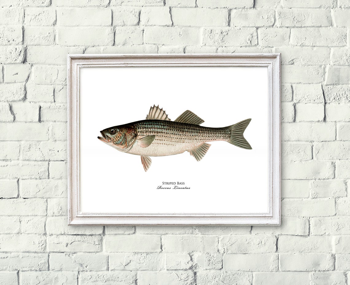 Striped bass print Striped bass wall art Fisherman gift Etsy