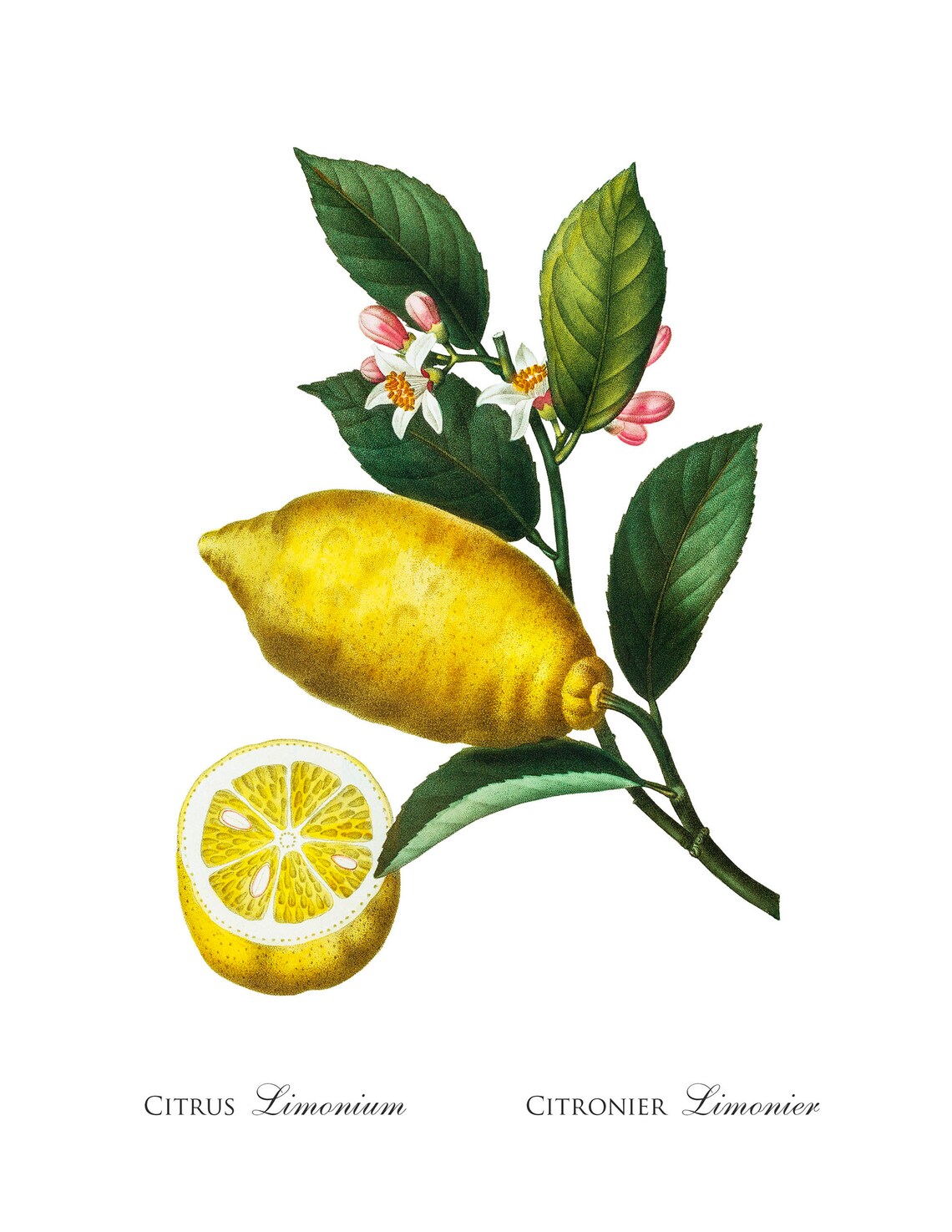 Lemon Prints Set of 3 Citrus Prints Lemon Wall Art Vintage Etsy