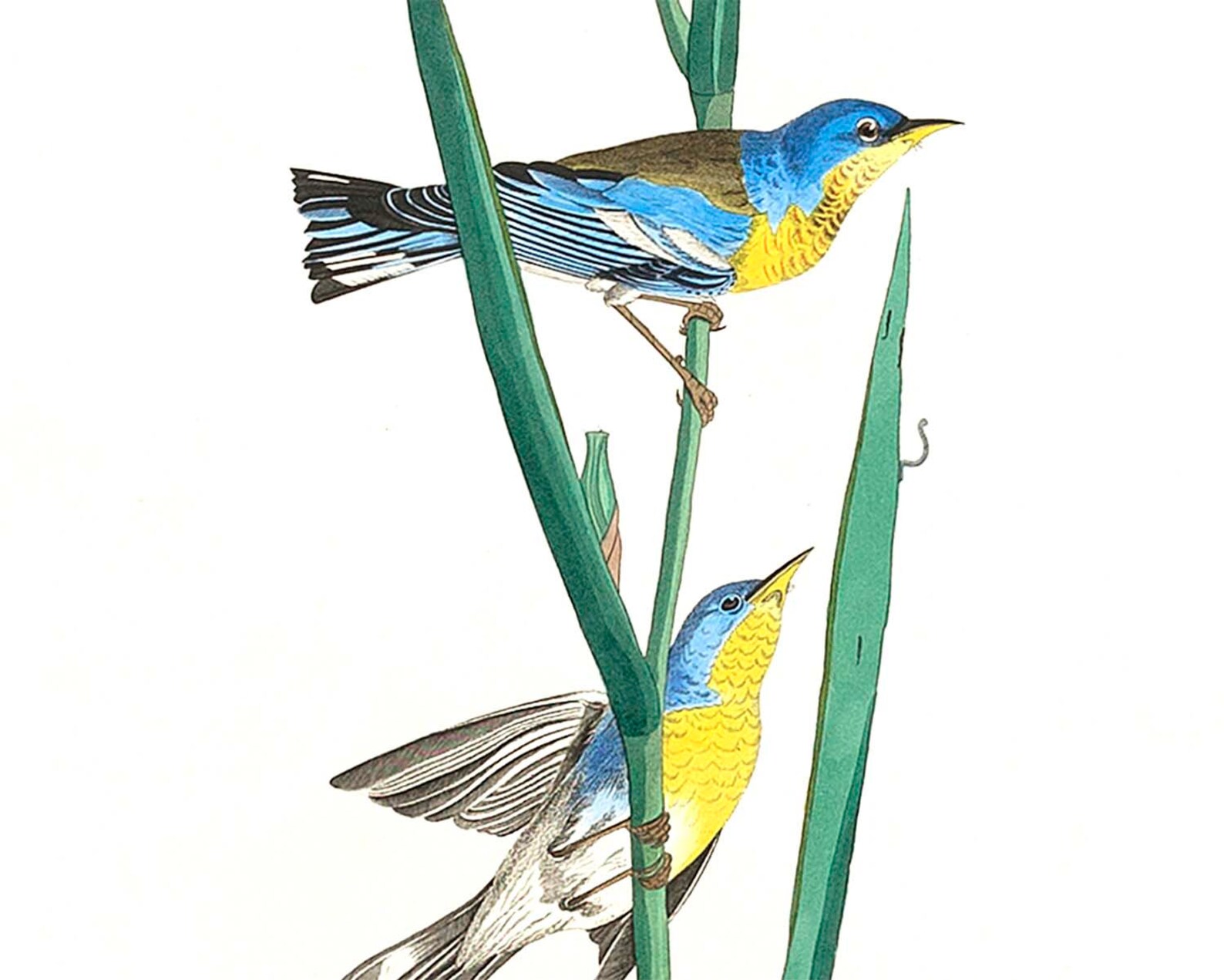 Set of 3 Prints Botanical Bird Prints Garden Wall Art Etsy