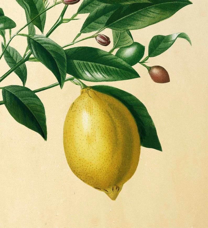 Лимон арт проект хабаровск