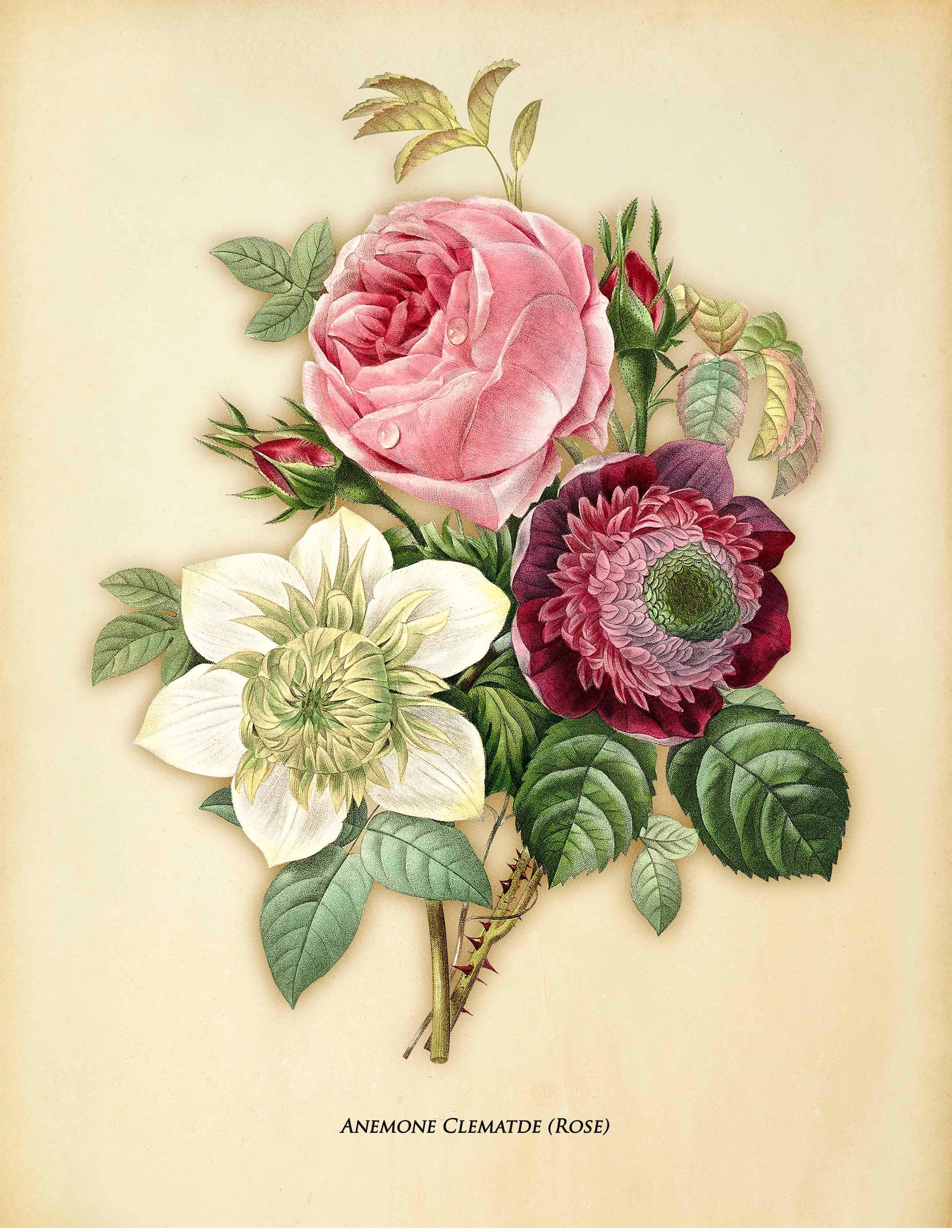 Flower bouquet print Victorian flowers Print Anemone Bouquet Etsy