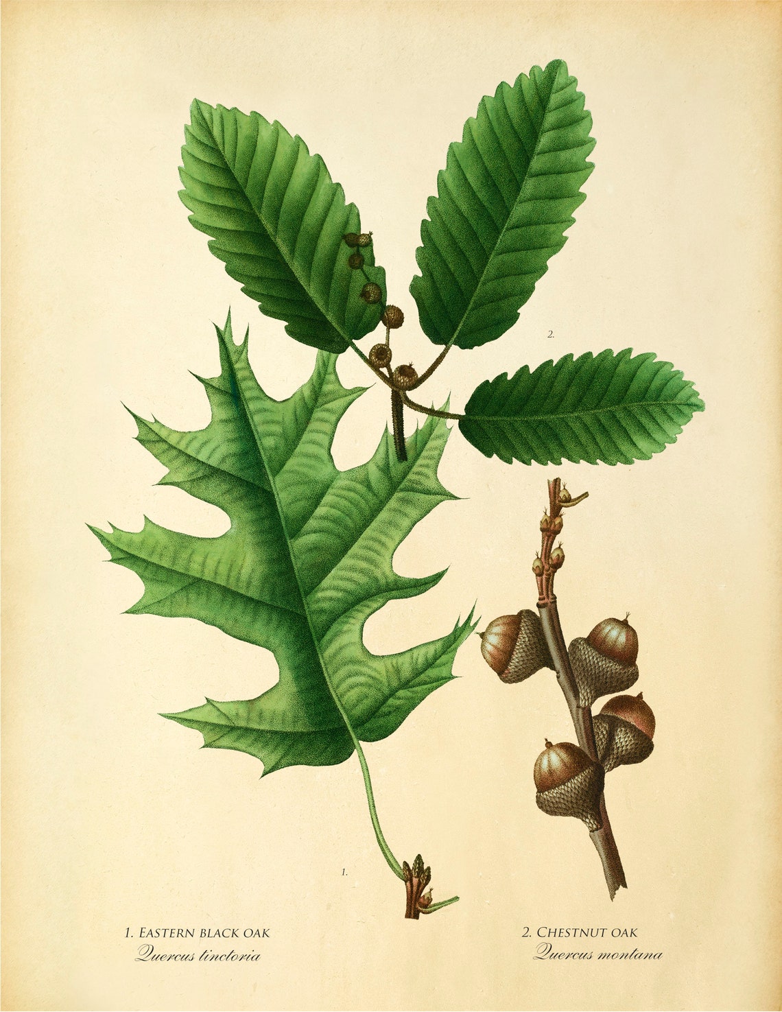 Set of 3 botanical prints Oak leaf prints Woodland prints | Etsy