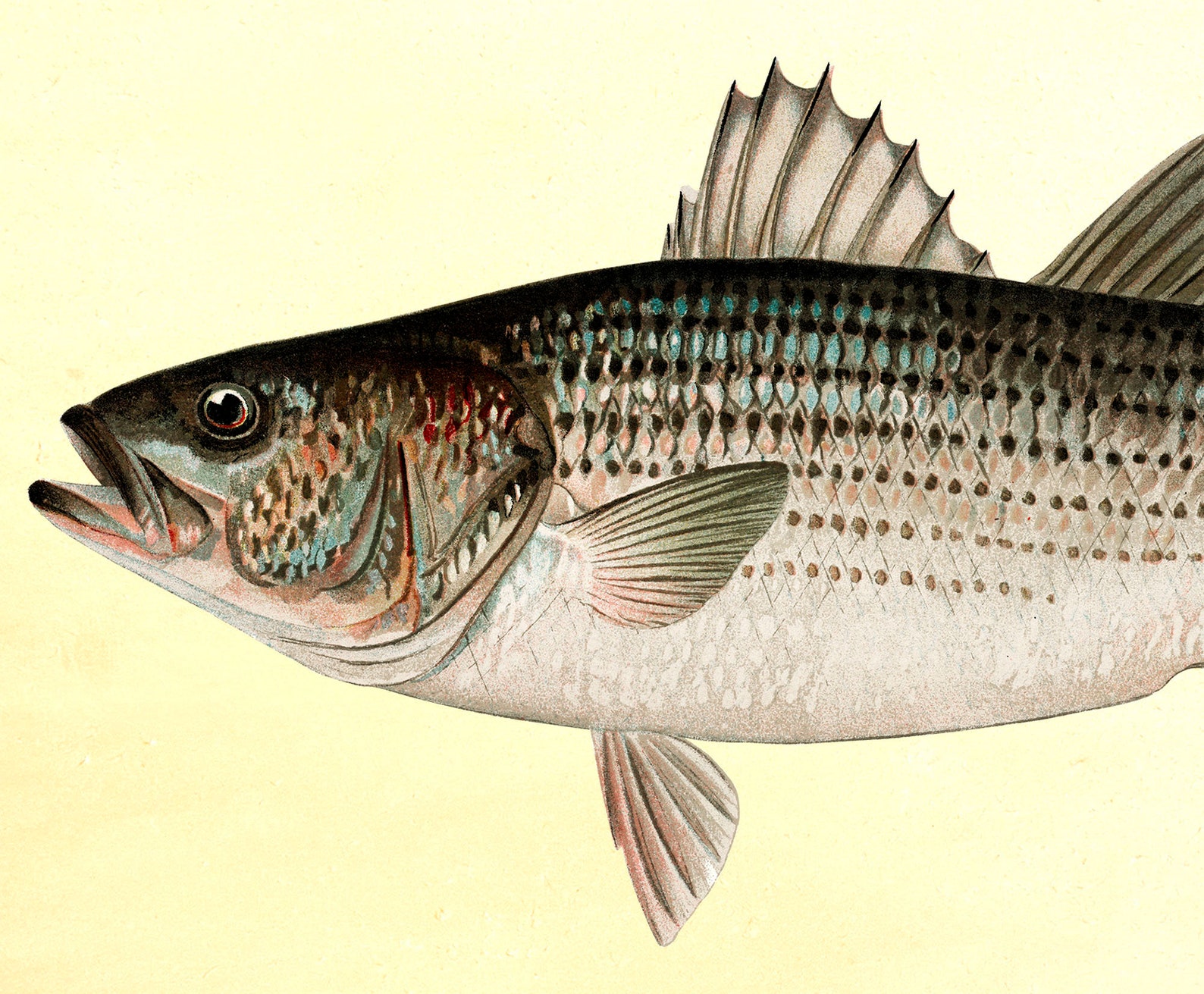 Striped bass print Striped bass wall art Fisherman gift | Etsy