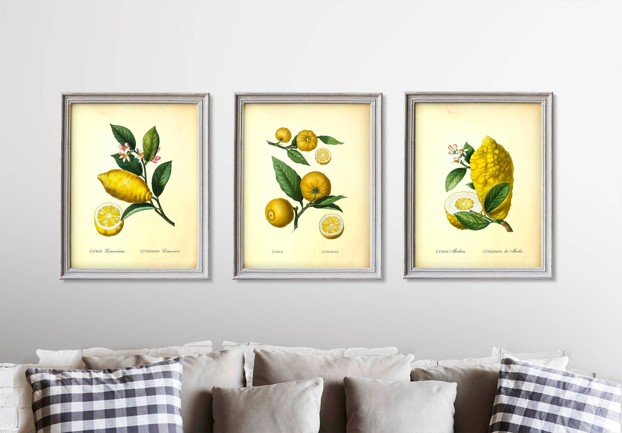 Lemon Prints Set of 3 Citrus Prints Lemon Wall Art Vintage Etsy