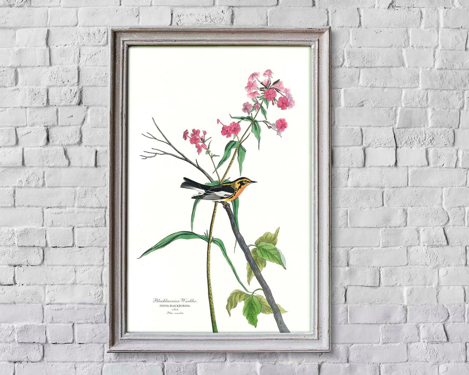 Set of 3 Prints Botanical Bird Prints Garden Wall Art | Etsy