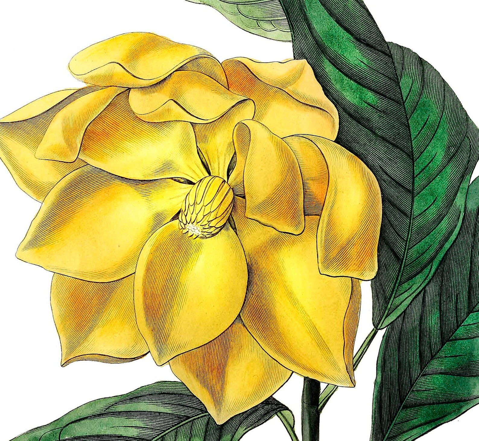 Set of 4 botanical prints Yellow flowers prints Kitchen wall Etsy