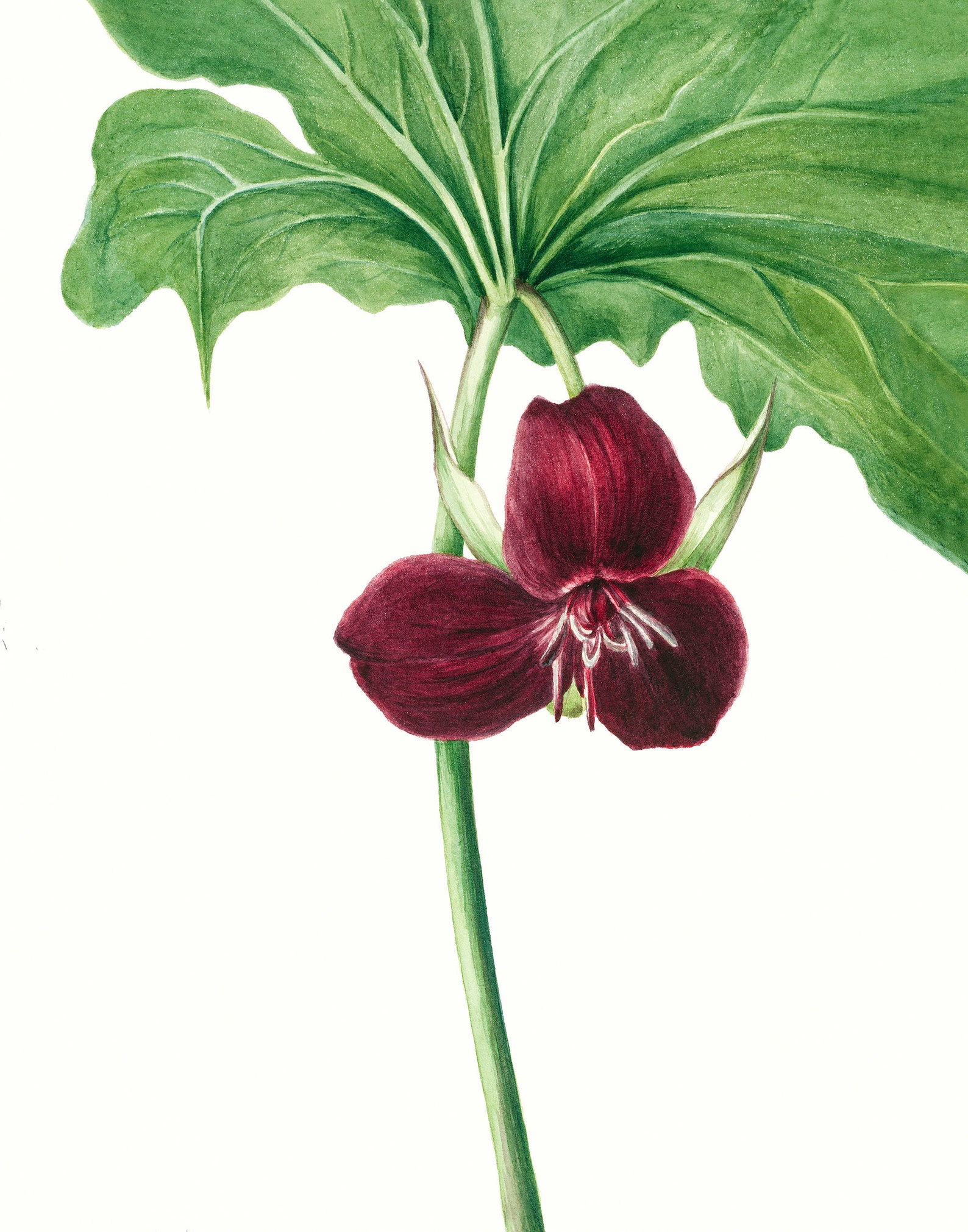 Trillium print Wildflower prints Vintage botanical wall art Etsy