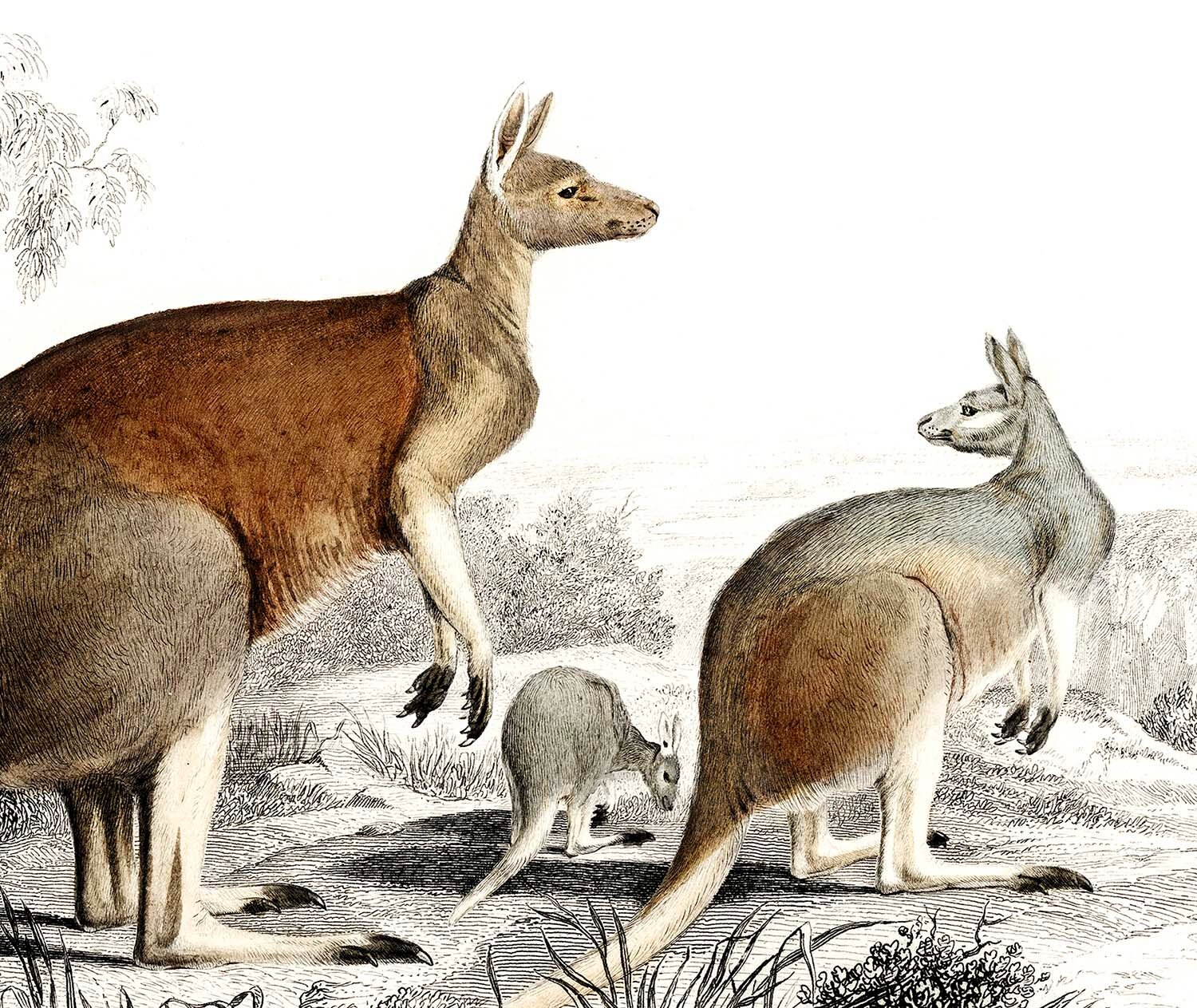Kangaroo print Kangaroo printable Animal wall art Wildlife | Etsy