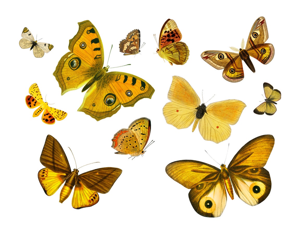 Yellow butterfly print Butterfly wall art Butterfly poster Etsy