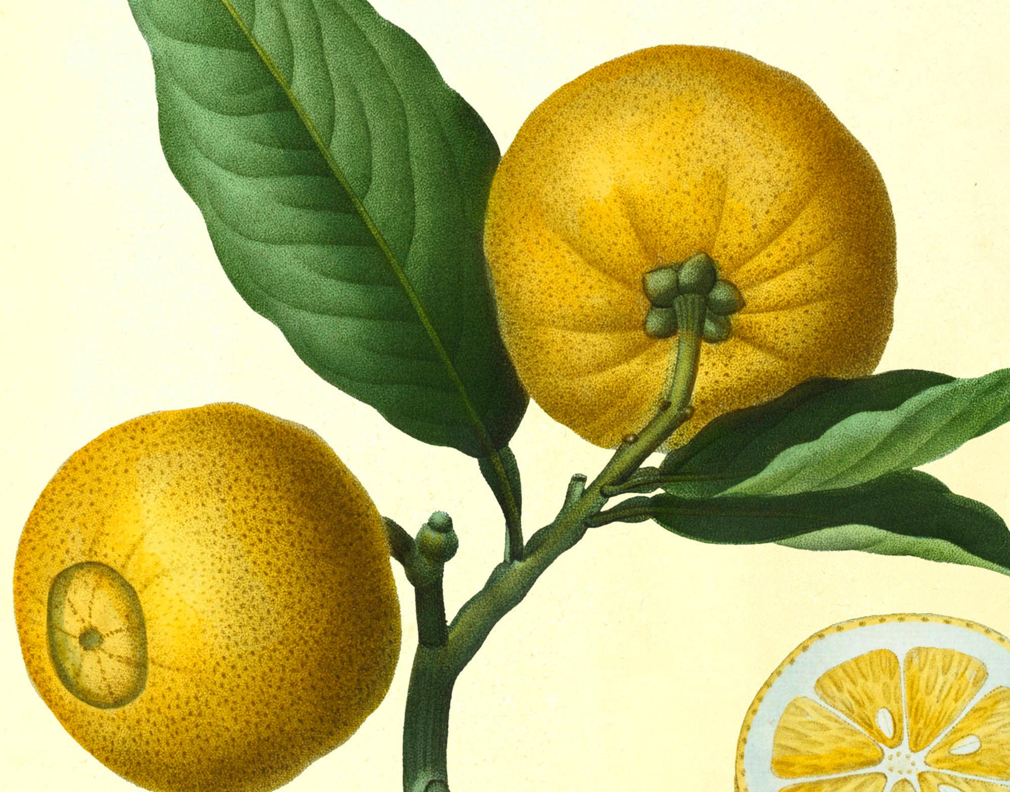 Lemon Prints Set of 3 Citrus Prints Lemon Wall Art Vintage Etsy