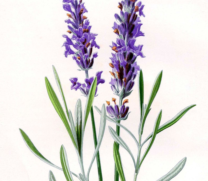 Lavender botanical print Lavender printable Wildflowers | Etsy
