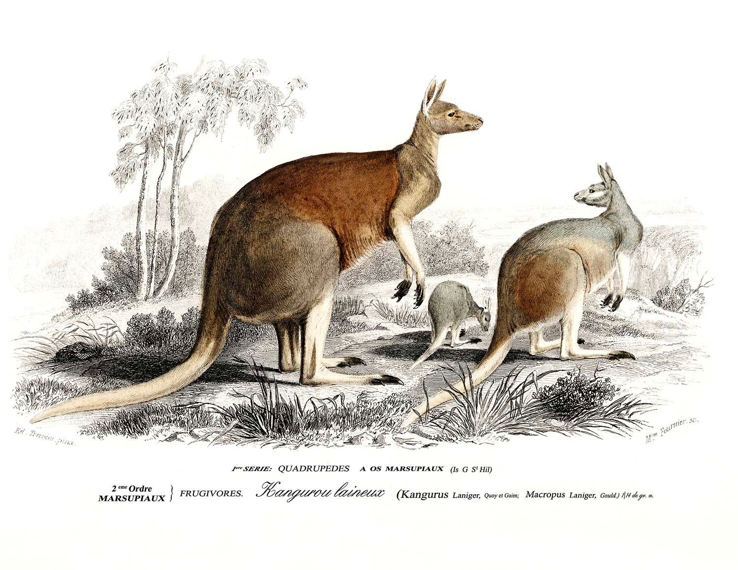 Kangaroo print Kangaroo printable Animal wall art Wildlife | Etsy