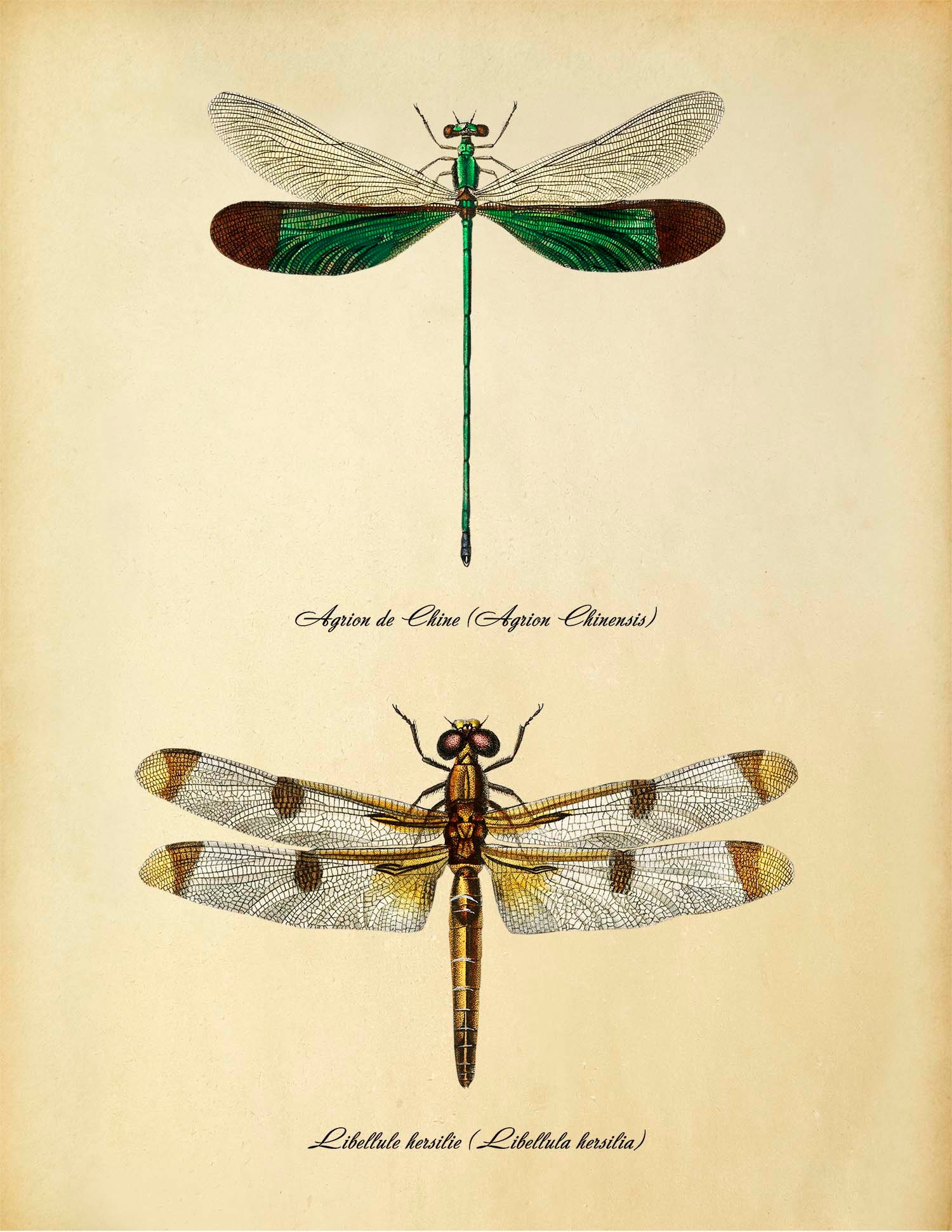 Dragonfly Art Print Dragonf Art Printable Vintage Insects Etsy