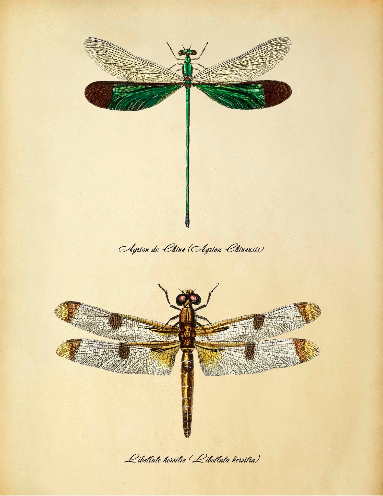 Dragonfly art print Dragonf art printable Vintage Insects | Etsy