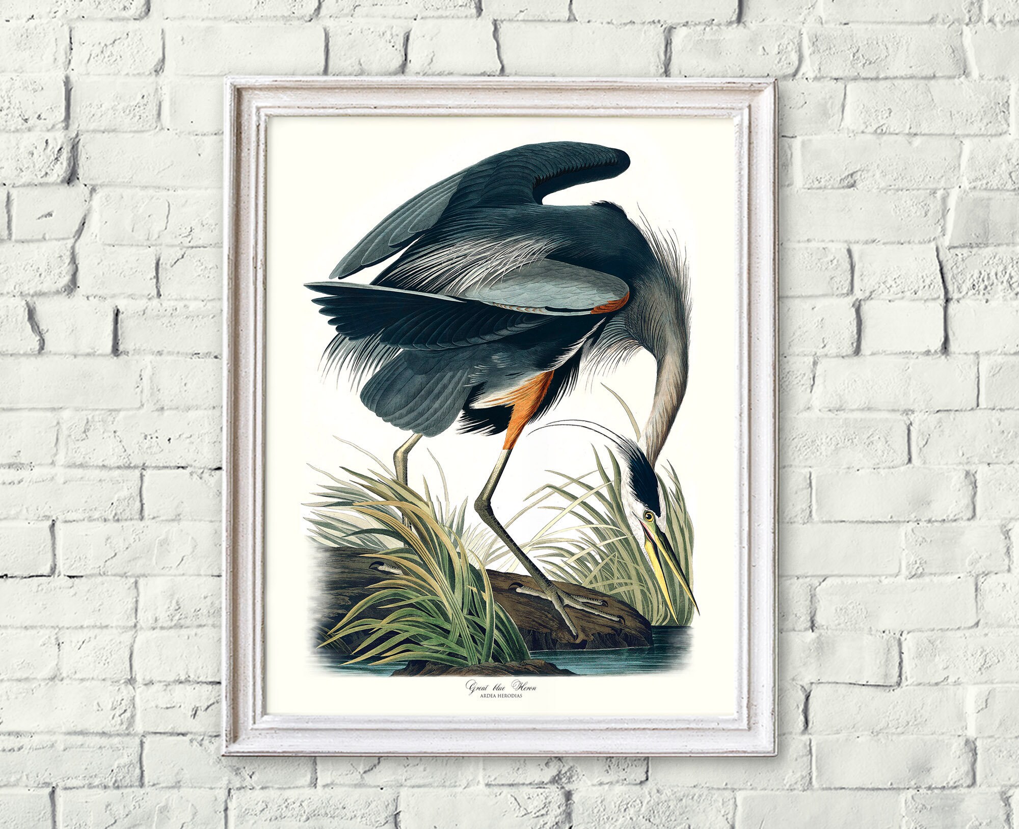 Great blue heron print Coastal bird prints Audubon bird Etsy