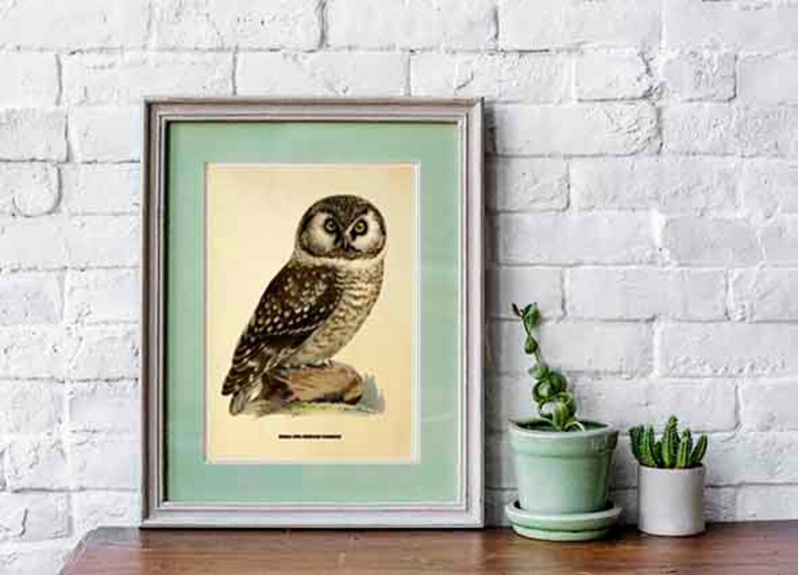 Owl print Owl illustration Vintage bird print Woodland bird | Etsy