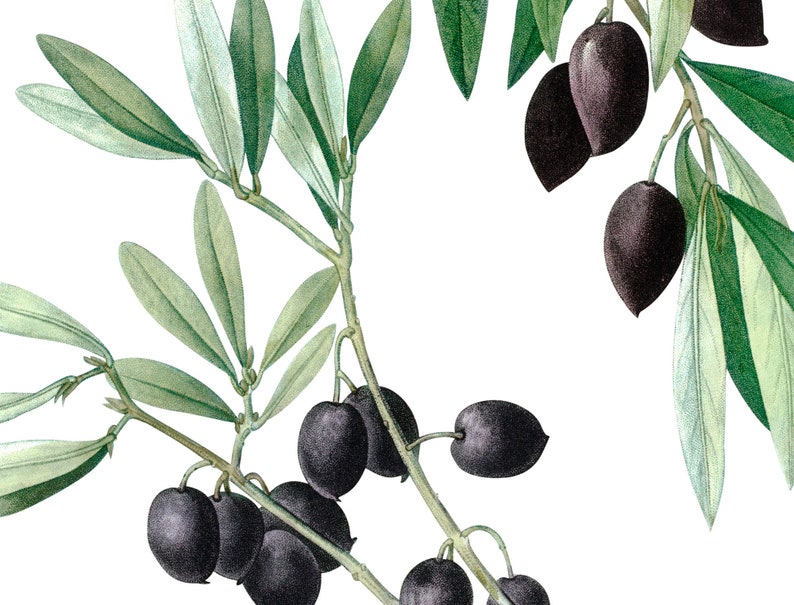 Set of 2 Prints Olive Print Olive Branch Print Kitchen Wall Etsy