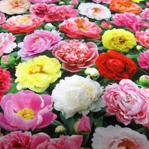 Op de afbeelding: Een close-up afbeelding van een verscheidenheid aan kleurrijke pioenen in volle bloei. De bloemen zijn roze, rood, wit en geel. De pioenen zijn in een cluster gerangschikt, met enkele bloemen die elkaar overlappen. De afbeelding is genomen vanuit een licht verhoogde hoek, waardoor een goed zicht op de bloemen wordt geboden.