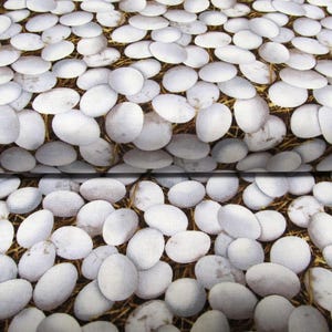 Può includere: Un primo piano di un tessuto con un motivo ripetitivo di uova bianche su uno sfondo marrone. Le uova sono disposte in modo casuale e sembrano essere fatte di un materiale morbido.