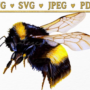 Aquarel Bumble Bee SVG, Honey Bee Clip Art, Save The Bees Tumbler Gift, Bee Hive Sign Clipart