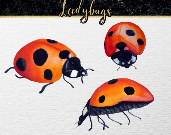 Download Free Ladybug Svg Watercolor Clipart Ladybird Svg Files Etsy SVG Cut Files