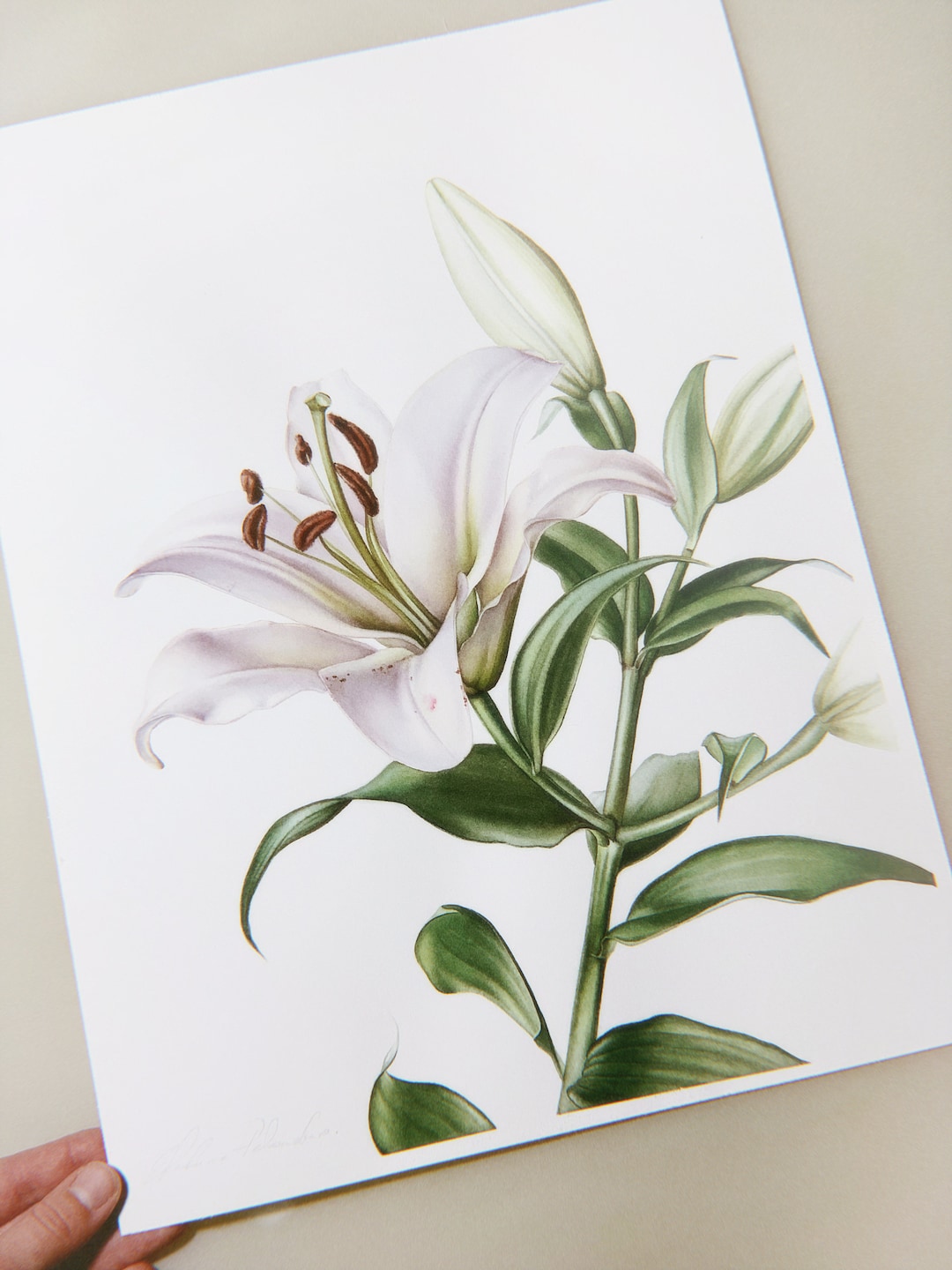 How to Paint Lily, Easy Watercolor Tutorial, Step by Step Flower Video Lesson, Downloadable