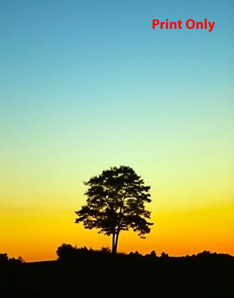 Tufts Medical School hill Grafton MA Lone tree at sunset