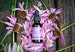 Moon Drops Tincture - Potent Women's Health Aid to Support Menopause, PMS, Hormonal Balance, Mood Swings, Hot Flashes, Night Sweats 