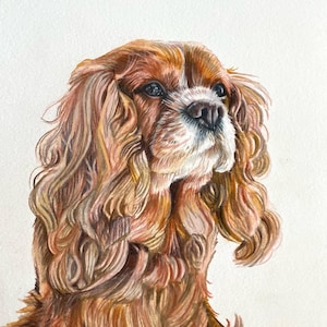 Niestandardowy portret zwierzaka wykonany kredką 8x10