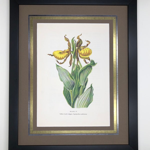 Original Vintage 1954 Macmillan Wildflower Book Yellow Lady's Slipper Plate 37, Antique Book Page