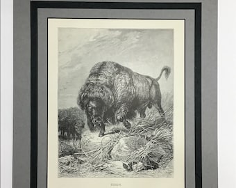 Bison, Animate Creation  Our Living World, c1898, Woodblock Etching, Rare Historical Image, French Matting, Unframed