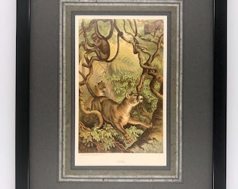 May include: Framed vintage print featuring a puma in a jungle setting with monkeys in the background. The print is in a black frame with a double mat, showcasing the detailed illustration and the word "PUMA" at the bottom.
