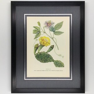 Original Vintage 1954 Macmillan Wildflower Book Apricot-Vine & Prickly Pear Book Plate 117, Antique Book Page