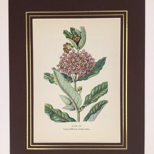 Original Vintage 1954 Macmillan Wildflower Book Common Milkweed PLATE 150, Antique Book Page