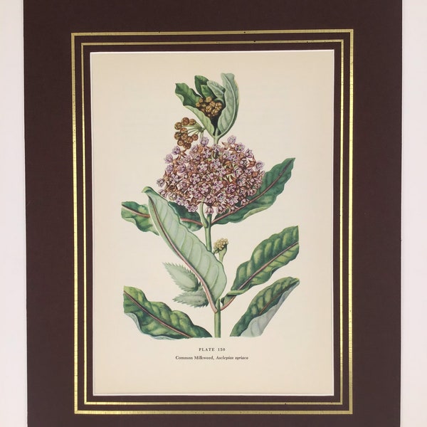 Millésime original 1954 Macmillan Wildflower Book Common Milkweed PLATE 150, Page de livre antique