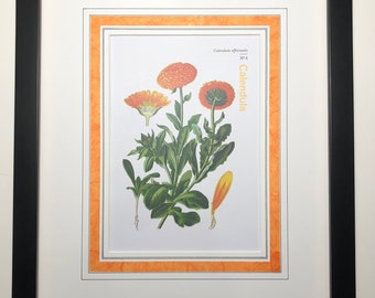 Calendula Plate 4, Herbal Handbook, NYBG c2022, Floral Prints, Wall Art, Home Decor, Modern Floral Prints, Simple Floral Prints
