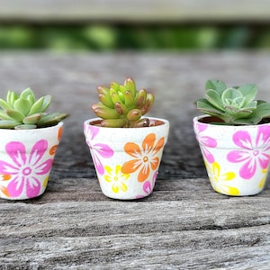 May include: Three small succulent plants in white pots with pink and yellow floral designs. The pots are arranged in a row on a wooden surface.