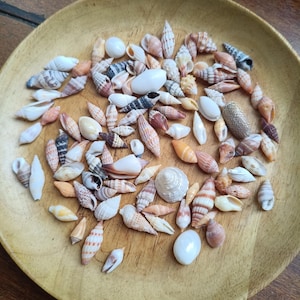 Könnte beinhalten: Eine Sammlung verschiedener kleiner Muscheln in Weiß-, Beige-, Braun- und Grautönen, die in einer runden, hellen Holzschale verstreut sind. Die Muscheln weisen unterschiedliche spiralförmige, konische und glatte Formen auf und zeigen natürliche Texturen.