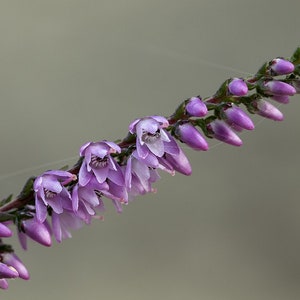 Heap of pink heather flower calluna vulgaris, erica, ling on white