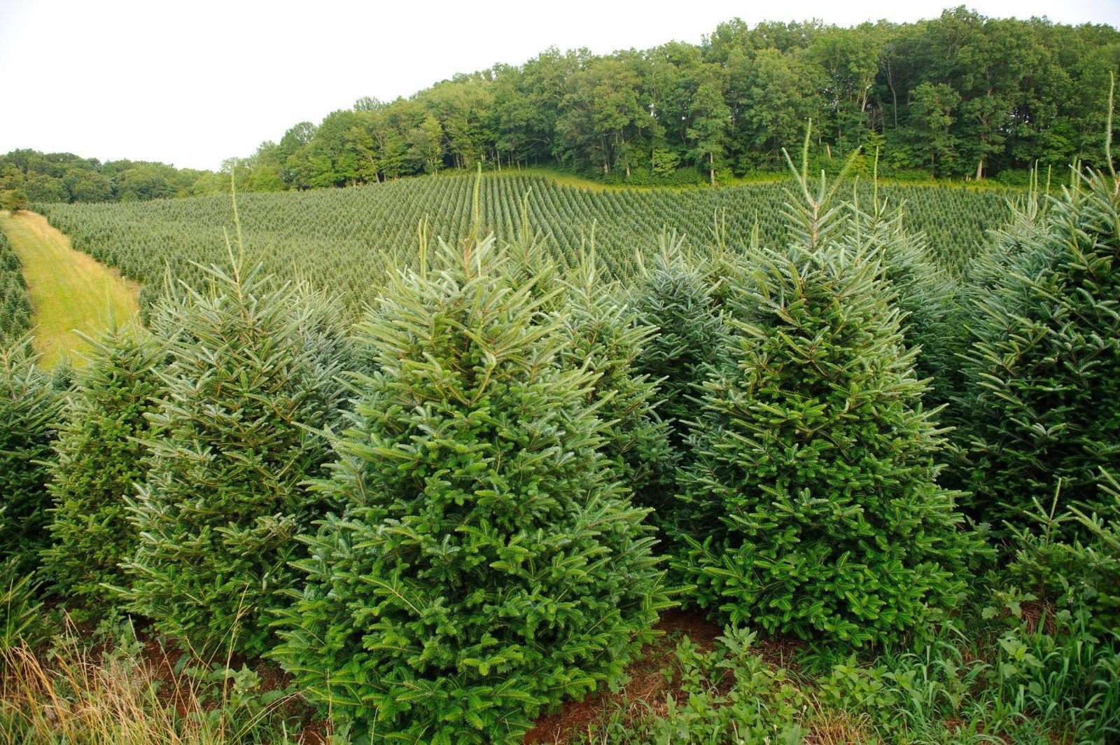 Fraser Fir | Abies Fraseri Christmas Tree Approx. 50 Seeds