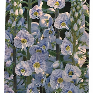 Veronica gentianoides Blue Streak Approx. 50 seeds Hardy Perennial