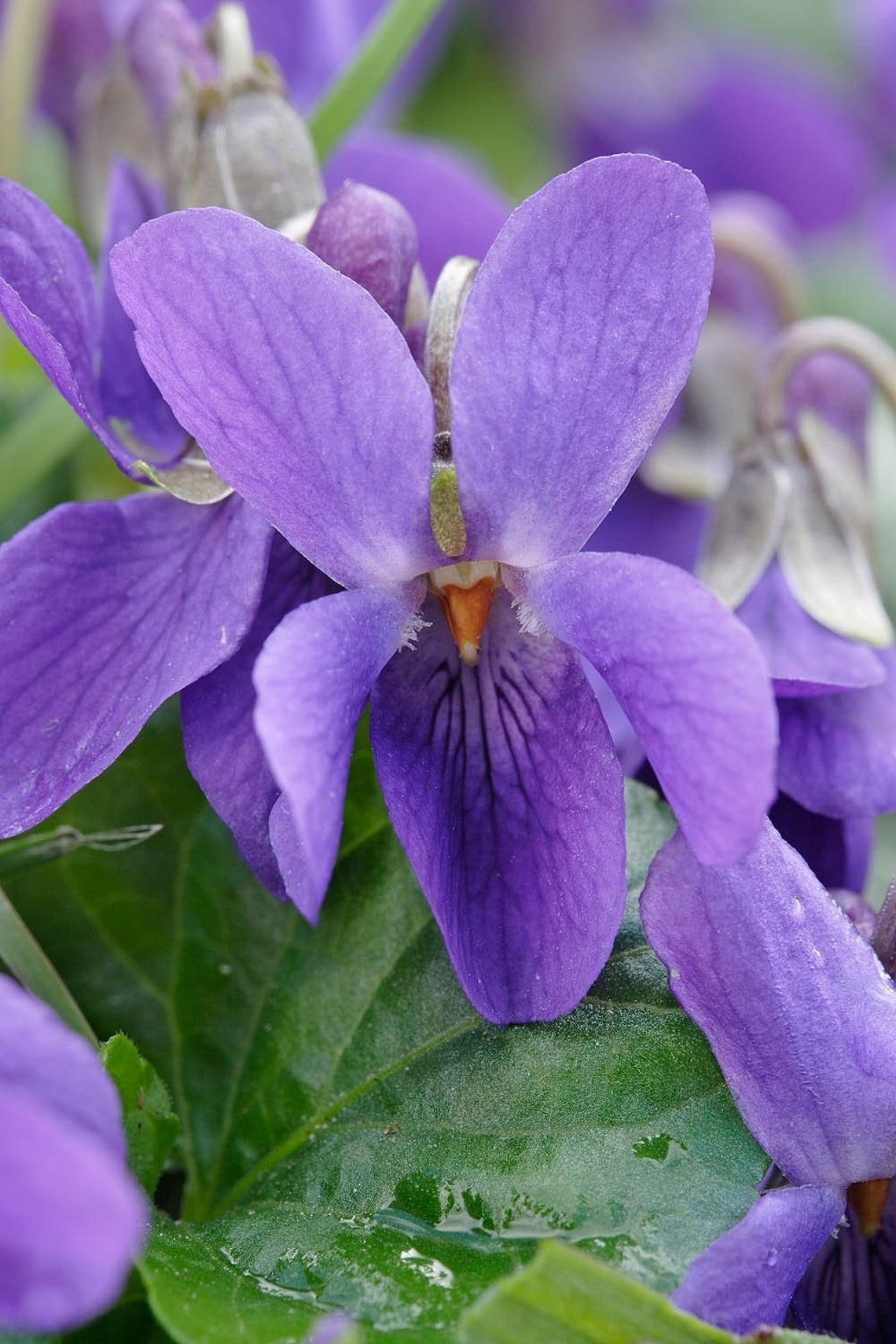 Viola Odorata Queen Charlotte Approx 50 Seeds Sweet Violet - Etsy UK