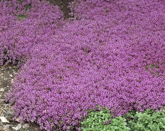 Thyme Purple Creeping Dwarf Approx. 1,000 Seeds Herb seed