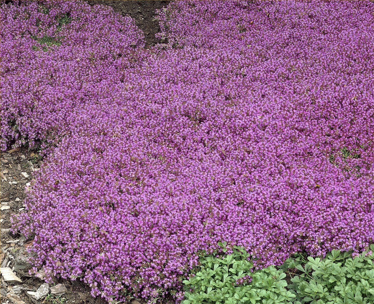 Dwarf creeping thyme ground cover ufl eds erastorm