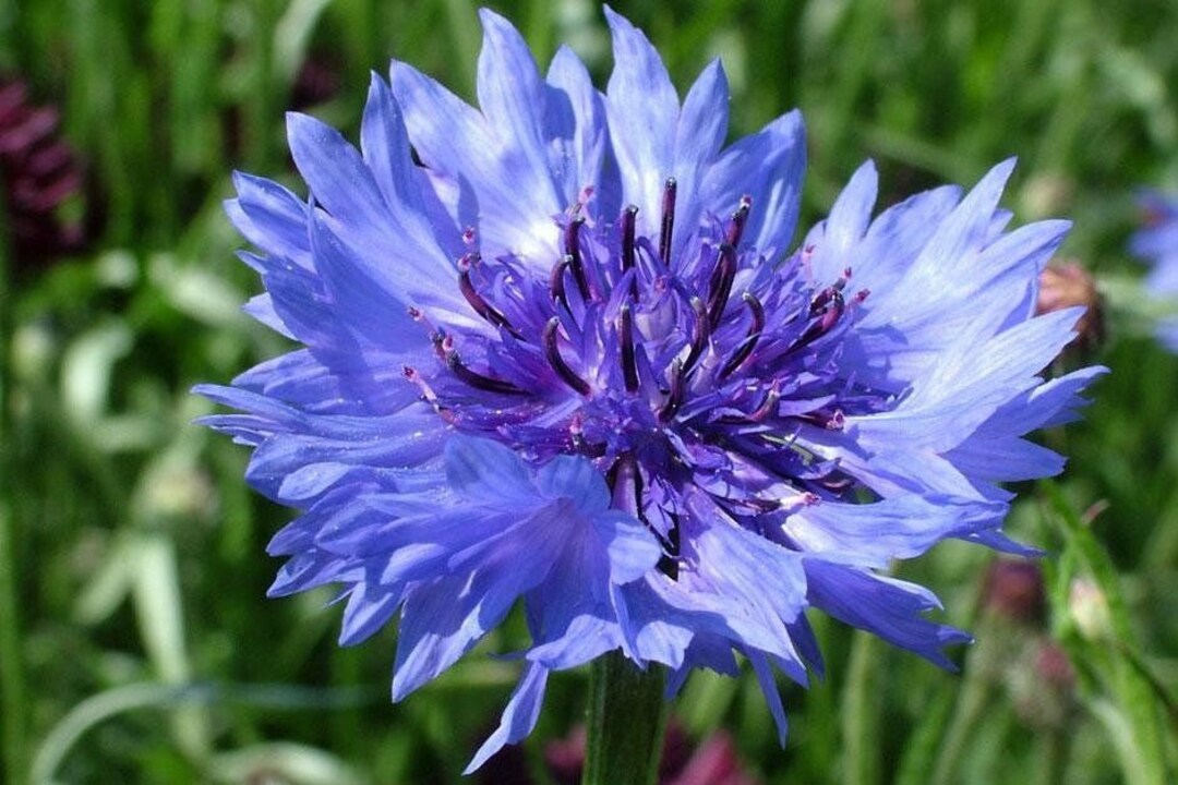 Wild Flower Cornflower Approx. 100 Seeds centaurea Cyanus Wild Flower Seeds Etsy UK