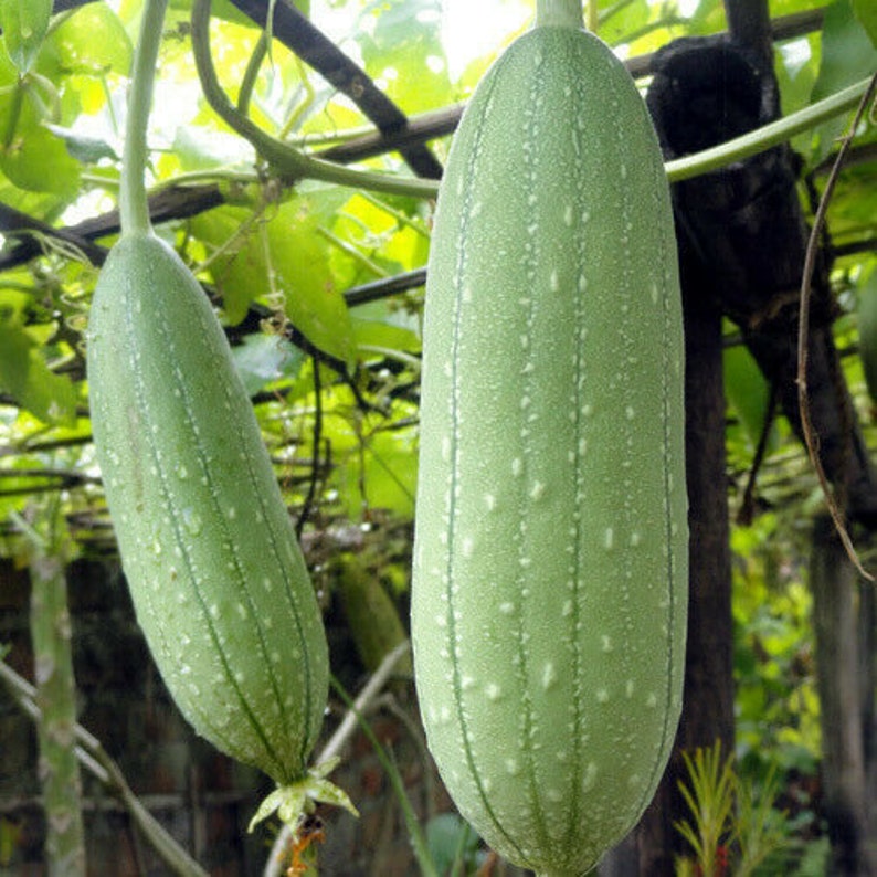 Luffa cylindrica x10 seeds known as loofah vegetable sponge Etsy