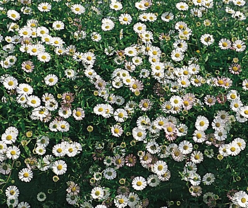Erigeron Profusion spanish Lady X25 Seeds Hardy Etsy UK