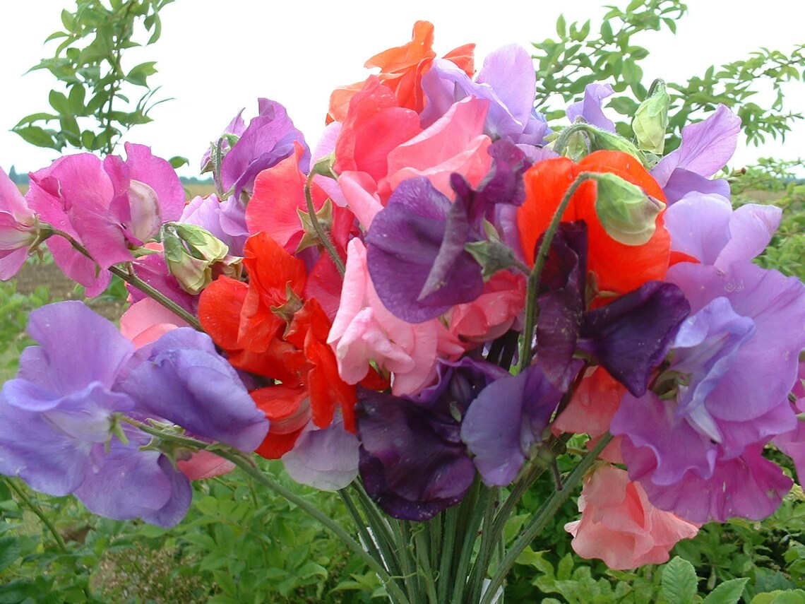Sweet Pea Bouquet Mixture 25 seeds larger blooms Cut Flower Etsy
