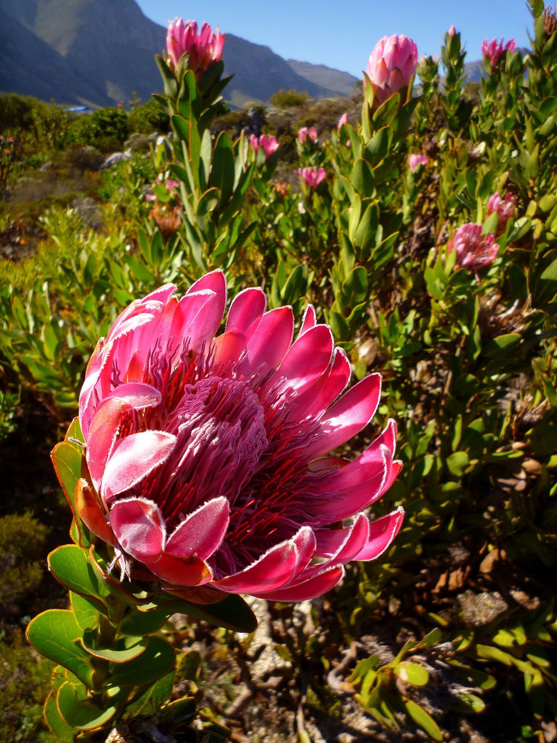 Protea Compacta X5 Seeds South Africa's National Flower Etsy UK